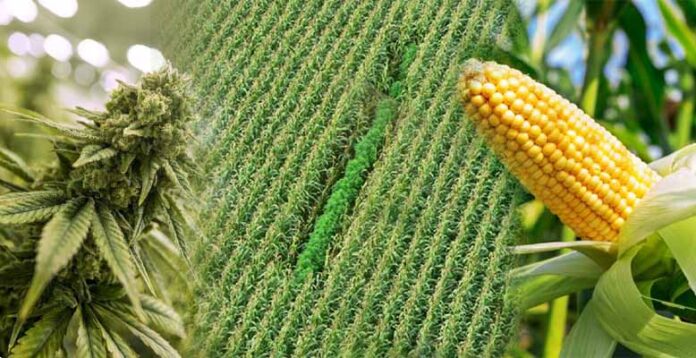 Plantacja marihuany w polu kukurydzy