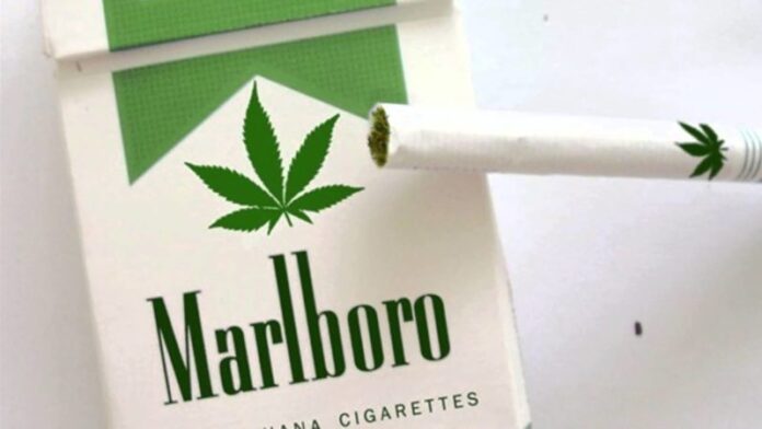 Producent papierosów Marlboro bada możliwości w sekrorze legalnej marihuany