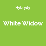 white widow miniaturka 5