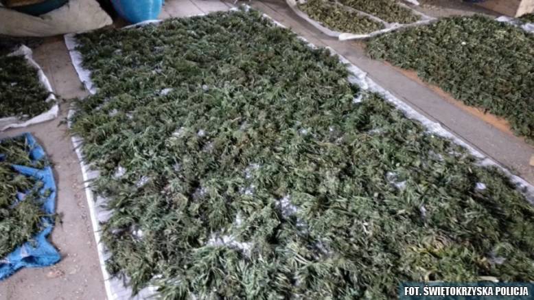 140 kilogramów marihuany w kielcach