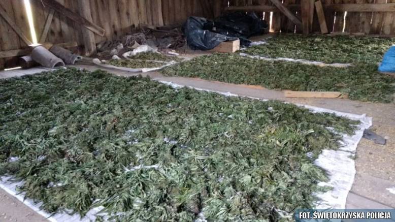 140 kilogramów marihuany zabezpieczone w Kielcach