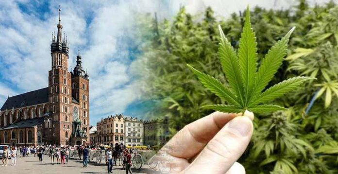 Kandydat na Prezydenta Krakowa chce zdekryminalizować marihuanę dla mieszkańców