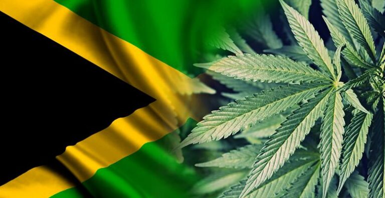 Jamajka eksportuje pierwszą partię medycznej marihuany do Kanady