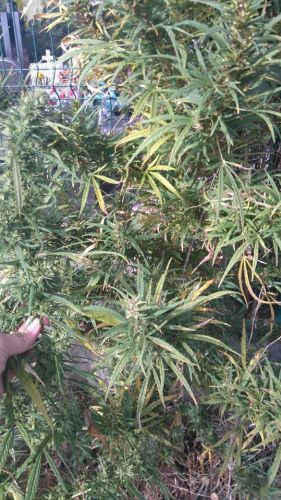 Marihuana rosła przy cmentarzu w Starych Babicach