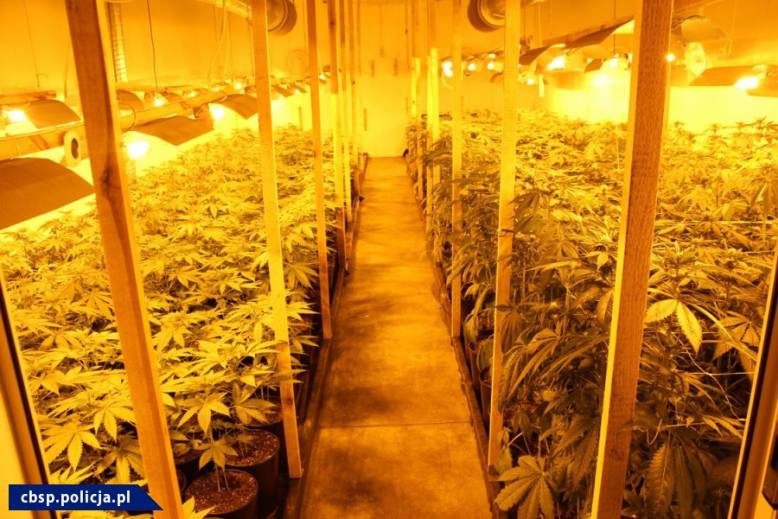 plantacja marihuany w boksach