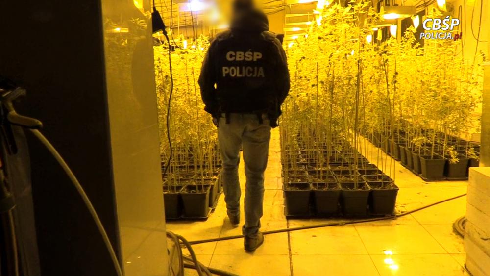 cracovia krakow przemyt marihuany w arbuzach