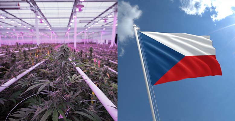 Czechy będą importować medyczną marihuanę z Kanady