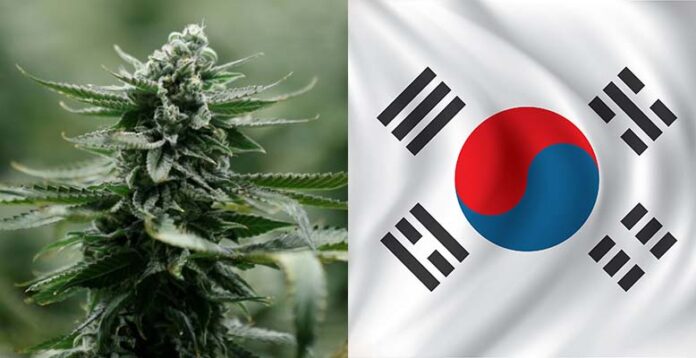 Korea Południowa zalegalizowała medyczną marihuane