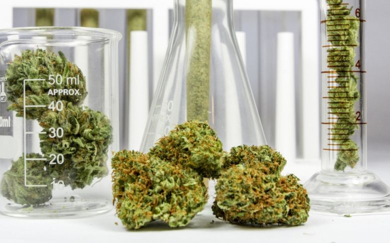 NIDA szuka hodowców marihuany do celów naukowych