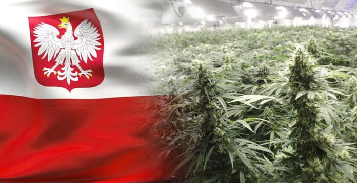 Powstaną narodowe uprawy medycznej marihuany w Polsce