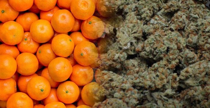 112 kg marihuany w transporcie mandarynek z Hiszpanii