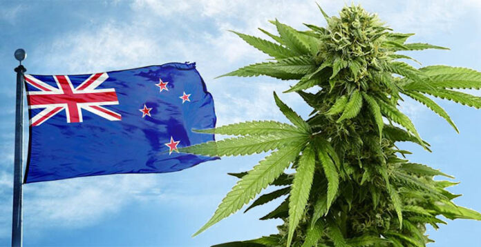 Mieszkańcy Nowej Zelandii będą głosować w referendum za legalizacją marihuany