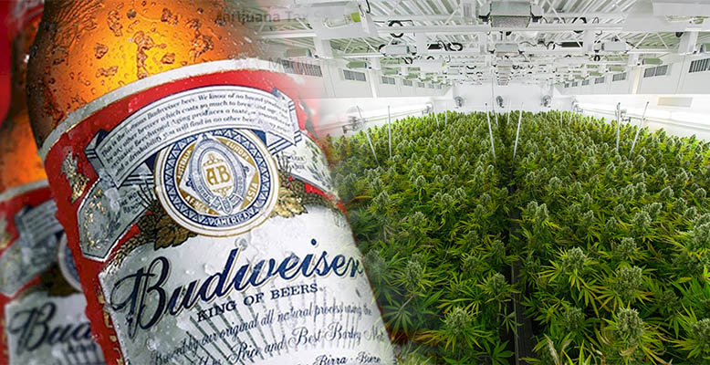 Producent piwa Budweiser podpisuje 100 milionowy kontrakt z producentem marihuany
