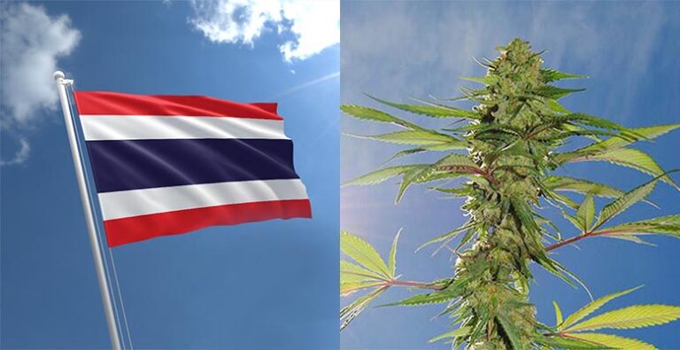 Legalizacja medycznej marihuany w Tajlandii