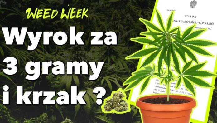 22 odcinek WeedWeek