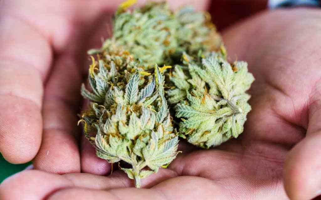 Bud Trader oferuje darmową medyczną marihuanę dla urzędników federalnych