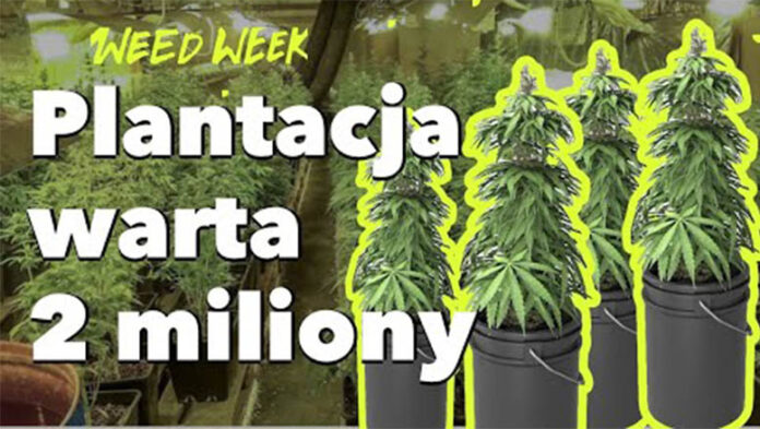 Plantacja marihuany warta 2 miliony złotych