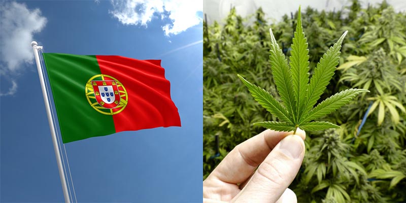 Portugalia rozważa legalizacje marihuany