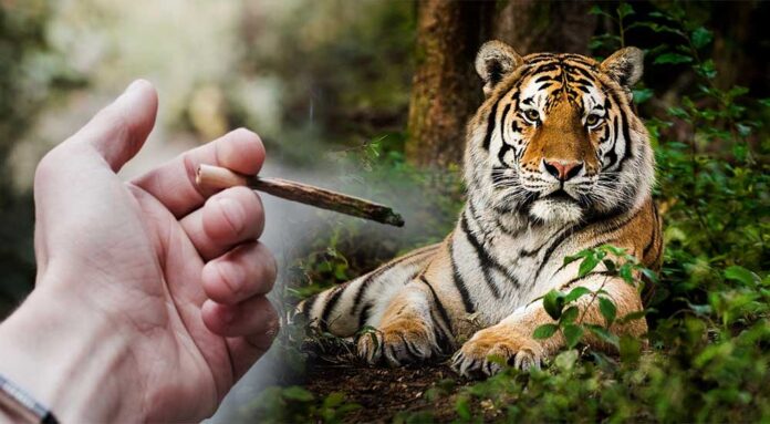 Mężczyzna chciał zapalić jointa w puszczonym domu i znalazł w nim tygrysa