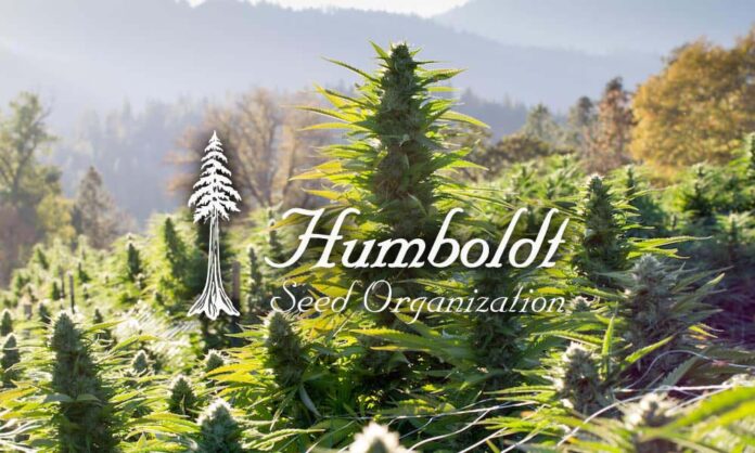 Najlepsze nasiona od Humboldt Seeds na outdoor