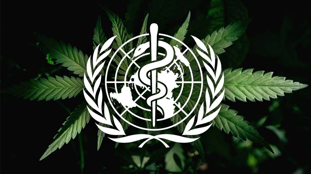 Światowa Organizacja Zdrowia zaleca reklasyfikacje marihuany