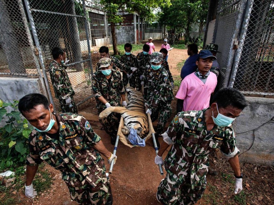 tygrys przewieziony do osrodka dla egzotycznych zwierzat