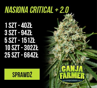 Nasiona Critical + 2.0 Dinafem