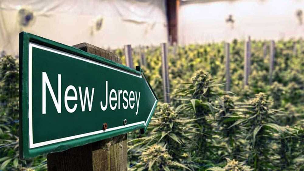 Dziś w New Jersey odbędzie się głosowanie nad legalizacją marihuany do celów rekreacyjnych