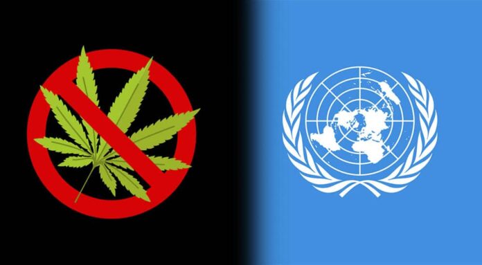 ONZ sprzeciwia się legalizacji marihuany. W najnowszym raporcie stwierdza, że marihuana uzależnia i jest szkodliwa