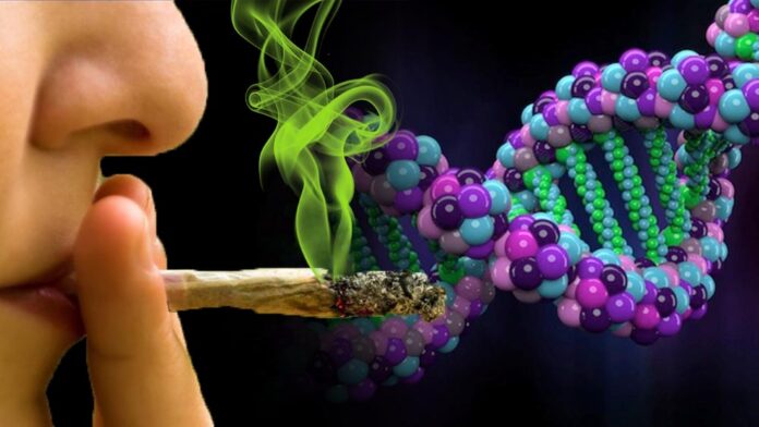 Wpływ DNA na działanie marihuany