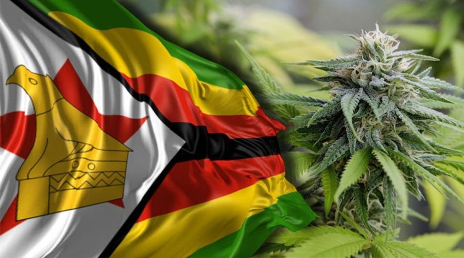Zimbabwe zatwierdziło pierwszą licencję na uprawę marihuany