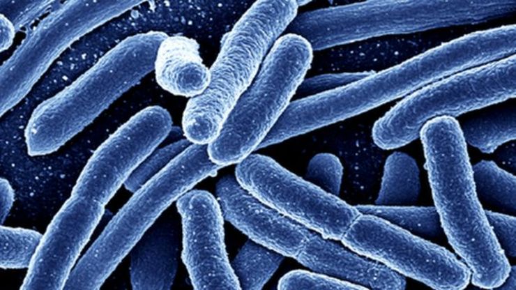 bakterie e coli w haszyszu