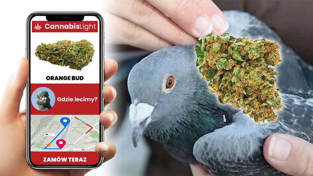 cannabis light dostawa golebiem pocztowym