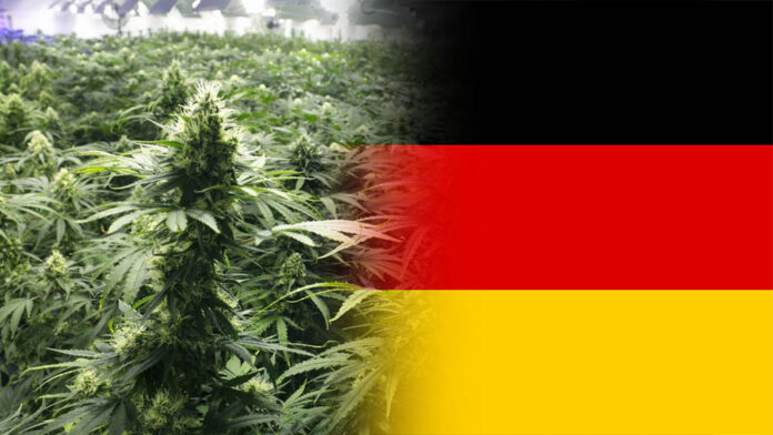 Trzy firmy uzyskały licencję na uprawę medycznej marihuany w Niemczech
