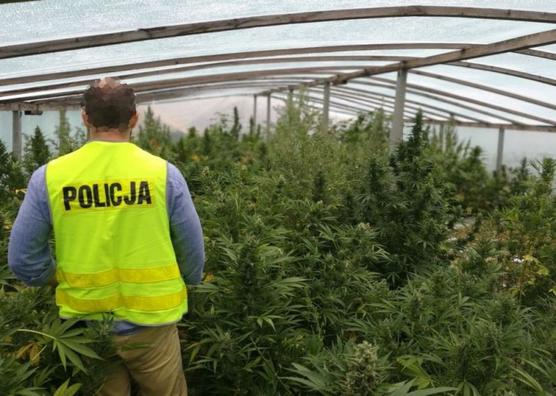 policjant uprawa marihuany radom