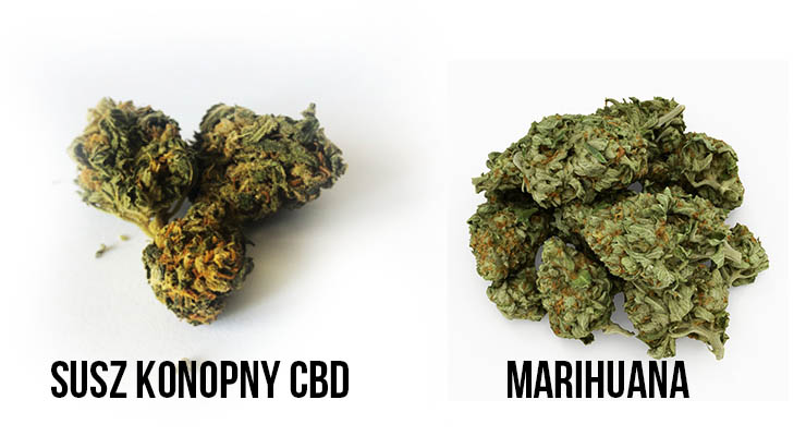 susz konopny cbd vs marihuana