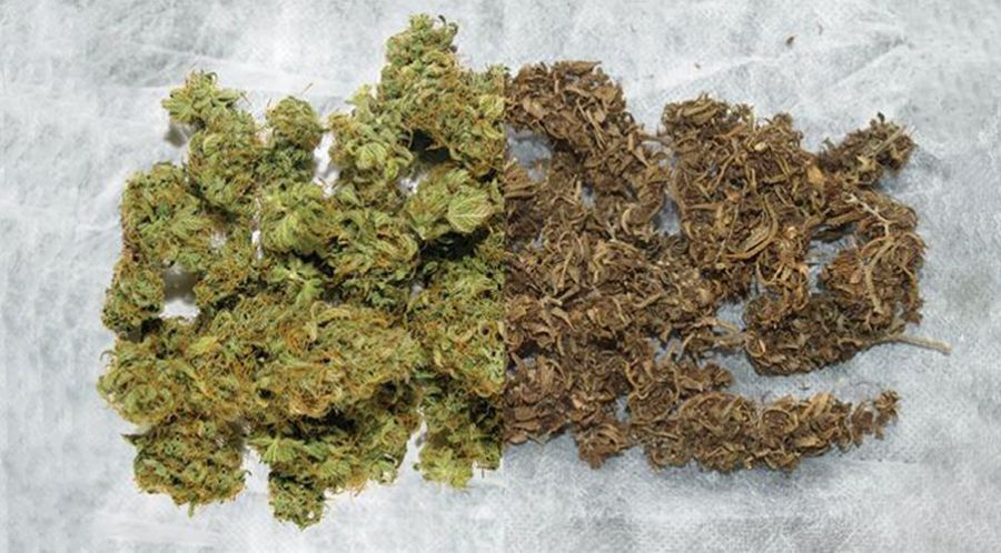 37-letni Australijczyk, który nielegalnie uprawiał marihuanę, uniknie kary pozbawienia wolności, ponieważ jego rośliny były tak strasznie złej jakości, że ich konsumpcja nawet nie wywołałaby efektu psychoaktywnego.