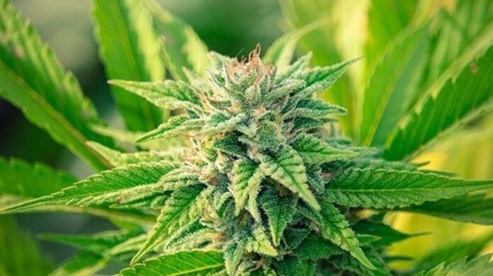 Zimbabwe zatwierdziło pierwszą krajową uprawę medycznej marihuany