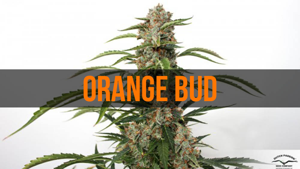 Orange Bud - legendarna odmiana mariuhany