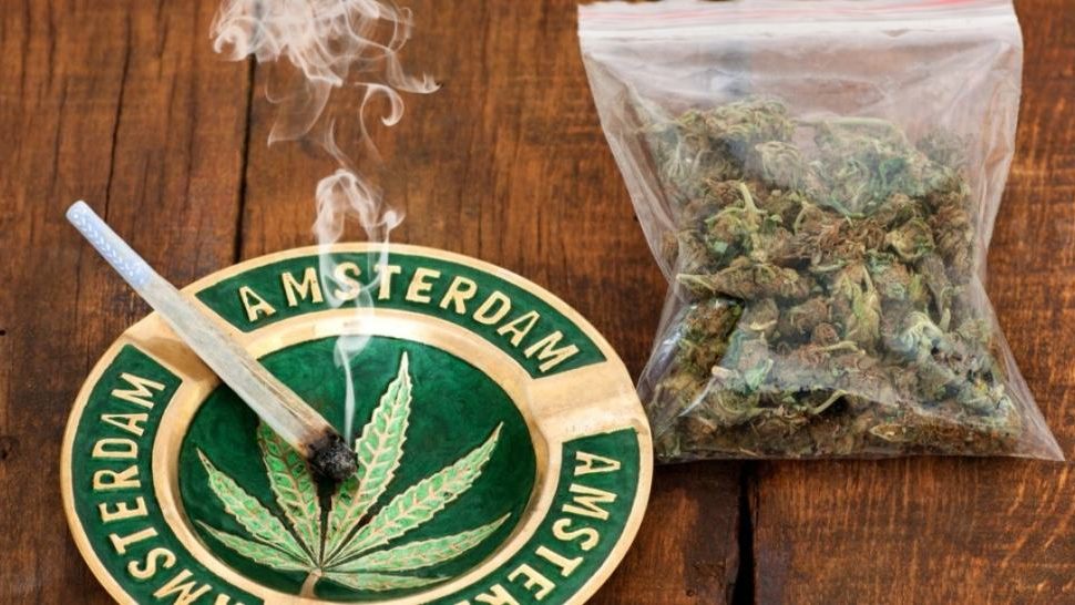 cropped legalna marihuana w holenderskich coffee shopach