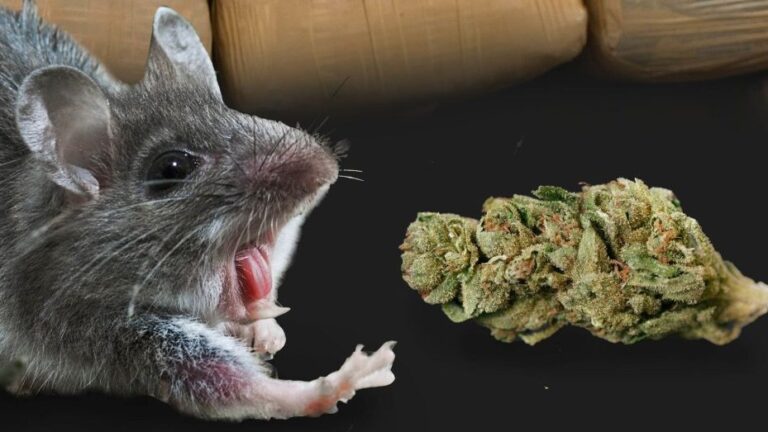 Naukowcy podali myszom ciastka z THC, aby zbadać efekty behawioralne i fizjologiczne