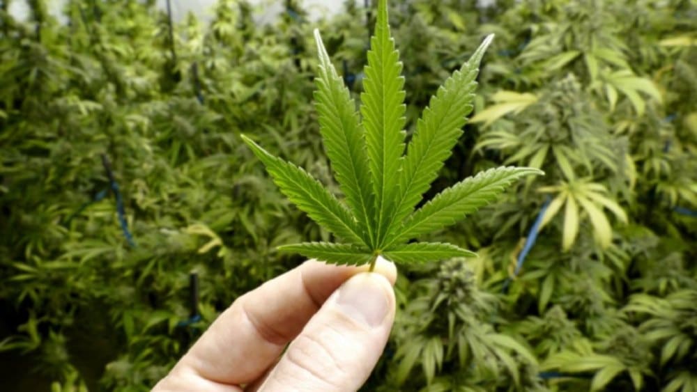 Luksemburg zatwierdził projekt legalizacji marihuany do celów rekreacyjnych