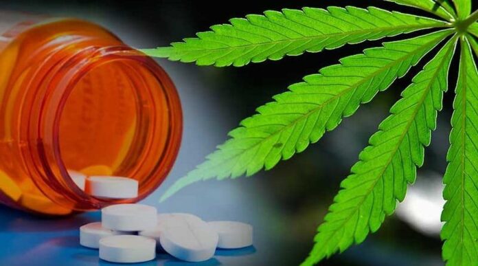 Marihuana alternatywą dla opioidowych leków przeciwbólowych