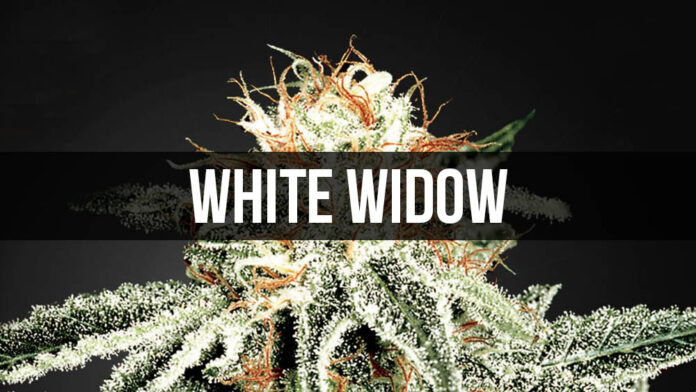 White Widow - historia legendarnej odmiany marihuany