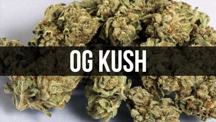 OG Kush - legendarne odmiany marihuany
