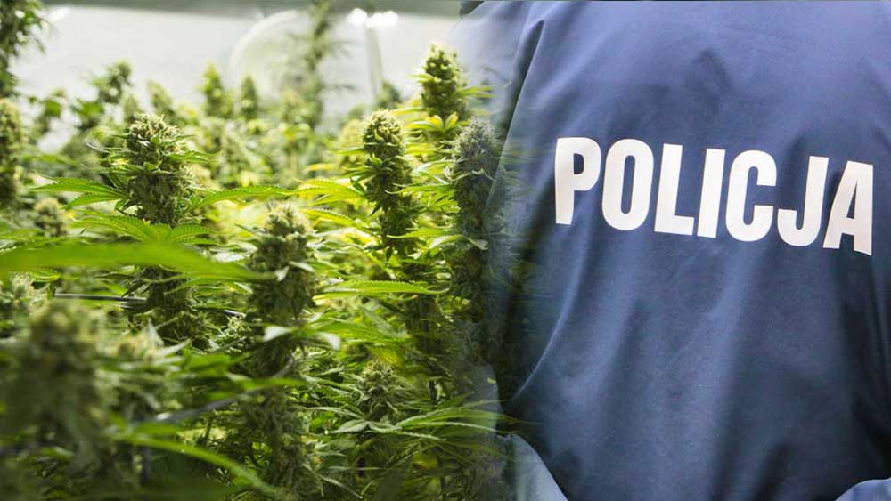 Policjant aresztowany za uprawę i posiadanie marihuany