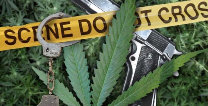 Legalizacja marihuany w Kolorado i Waszyngtonie nie wpłynęła na przestępczość