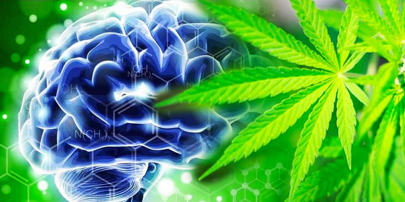 Marihuana lekiem na demencję?
