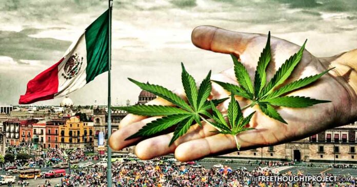 Legalizacja marihuany w meksyku