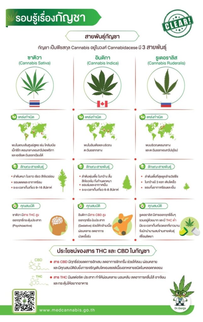 infografika tajlandia medyczna marihuana